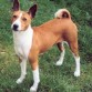 Este es mi basenji Smelvin,es muy juguetón y siempre se lleva mi zapato a la calle,¡que adorable y travieso!